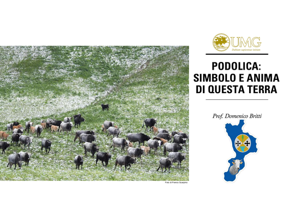 Preview of the presentation Podolica: symbol and soul of this land